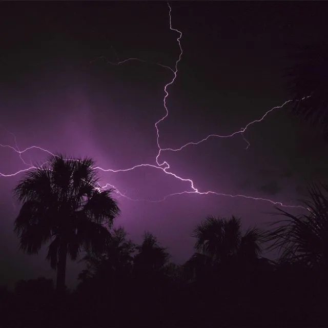 thumbnail for publication: Hurricane-Damaged Palms in the Landscape: Care after the Storm